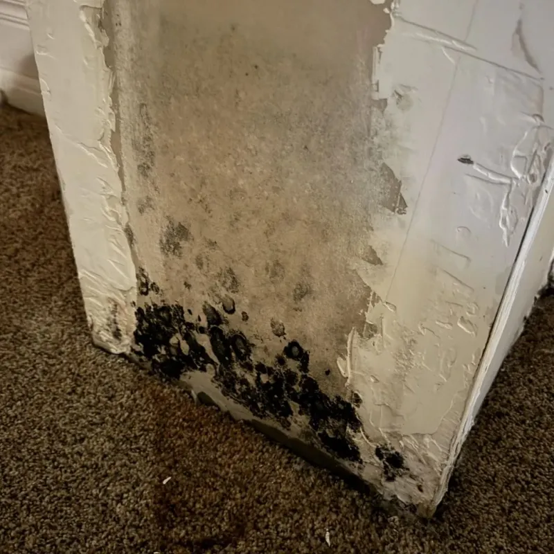 Professional Mold Removal in Bald Knob, AR